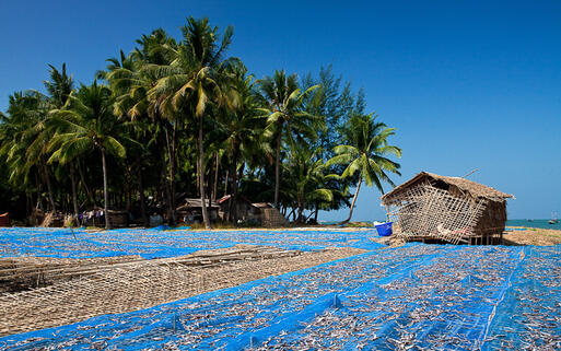 Fische trocknen neben eines Fischerdorfes an der Westküste von Myanmar © Juriah Mosin / Shutterstock.com