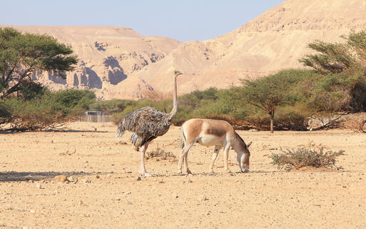 Tiere im Hai-Bar Yotvata Naturreservat © Protasov AN / Shutterstock.com