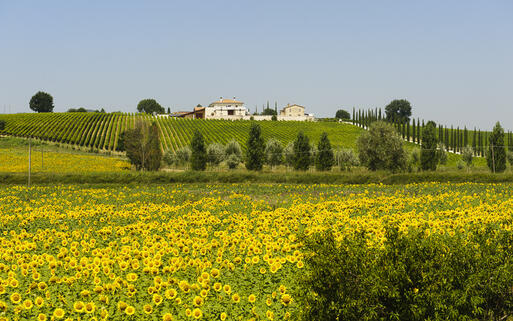 Hügellandschaft von Umbrien © Claudio Giovanni Colombo / Shutterstock.com