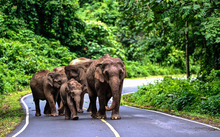 Asisatische Elefanten im Khao Yai National Park, Nordostthailand © nutsiam / Shutterstock.com