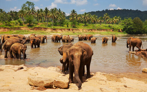 Asiatische Elefanten © Galyna Andrushko / Shutterstock.com