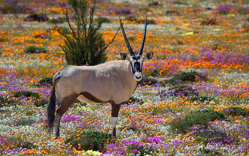 Oryxantilope in Namaqualand © Grobler du Preez / Shutterstock.com
