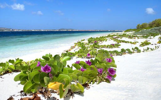 Blumen am weißen Sandstrand von Curacao © Tombelatombe / Shutterstock.com